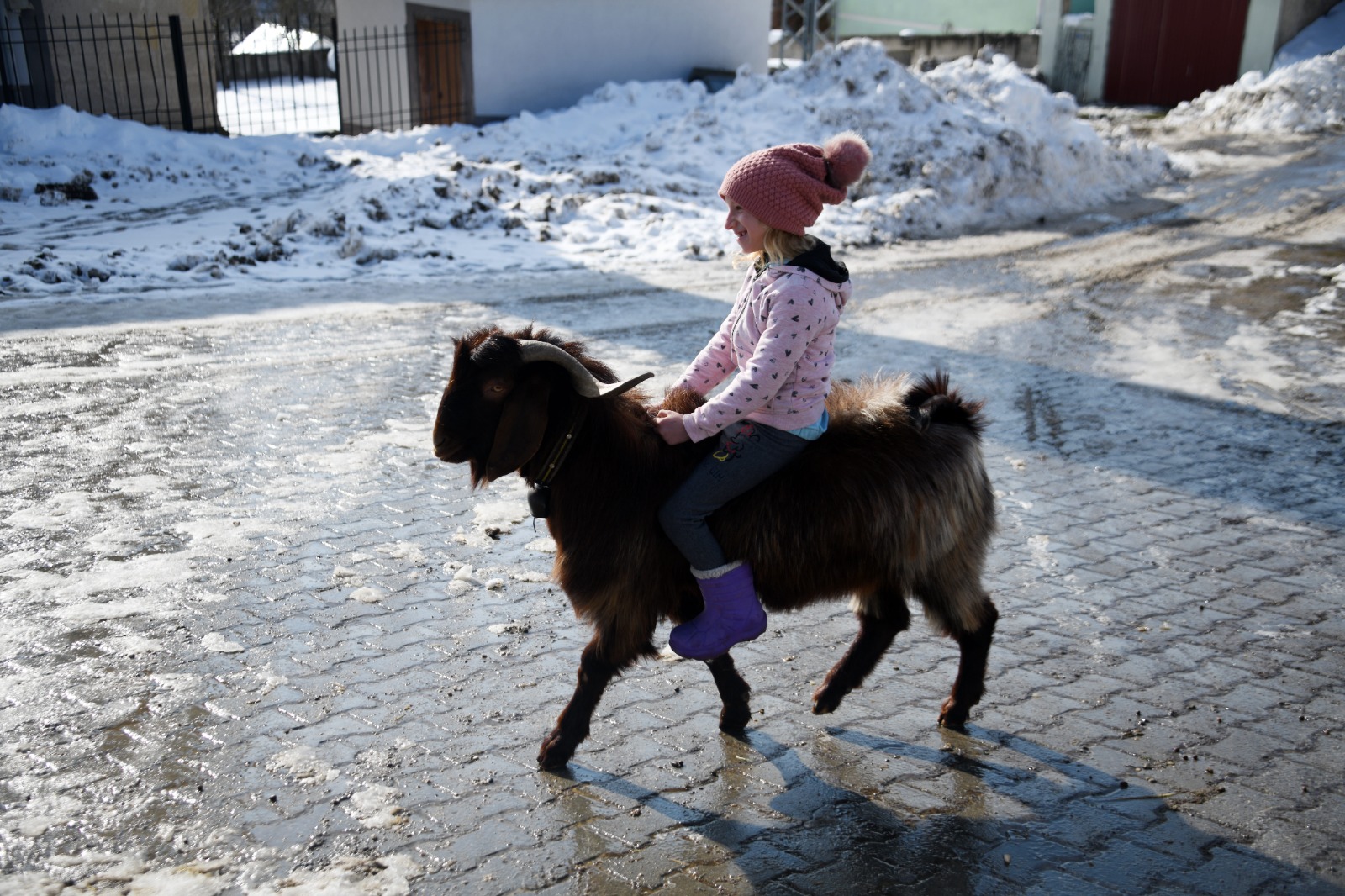 Kastamonu'da Okuldan Çıkar Çıkmaz Ahıra Koşuyor 8 Yaşındaki Ceyda Keçileriyle Büyüyor 12