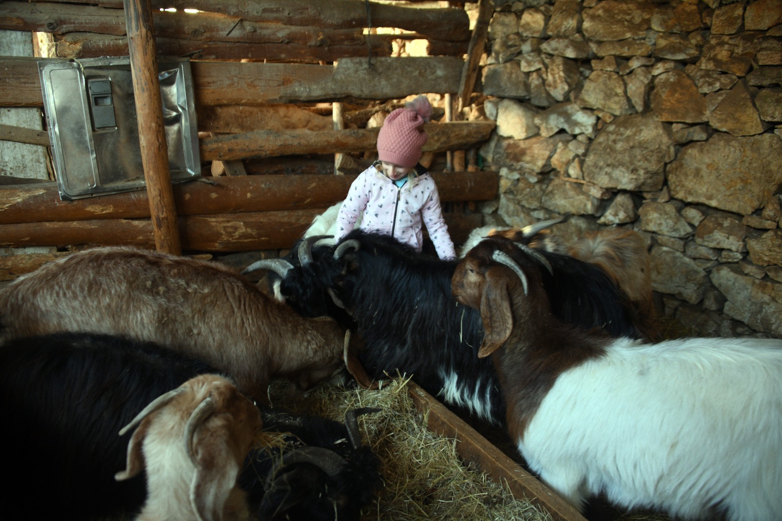 Kastamonu'da Okuldan Çıkar Çıkmaz Ahıra Koşuyor 8 Yaşındaki Ceyda Keçileriyle Büyüyor 14