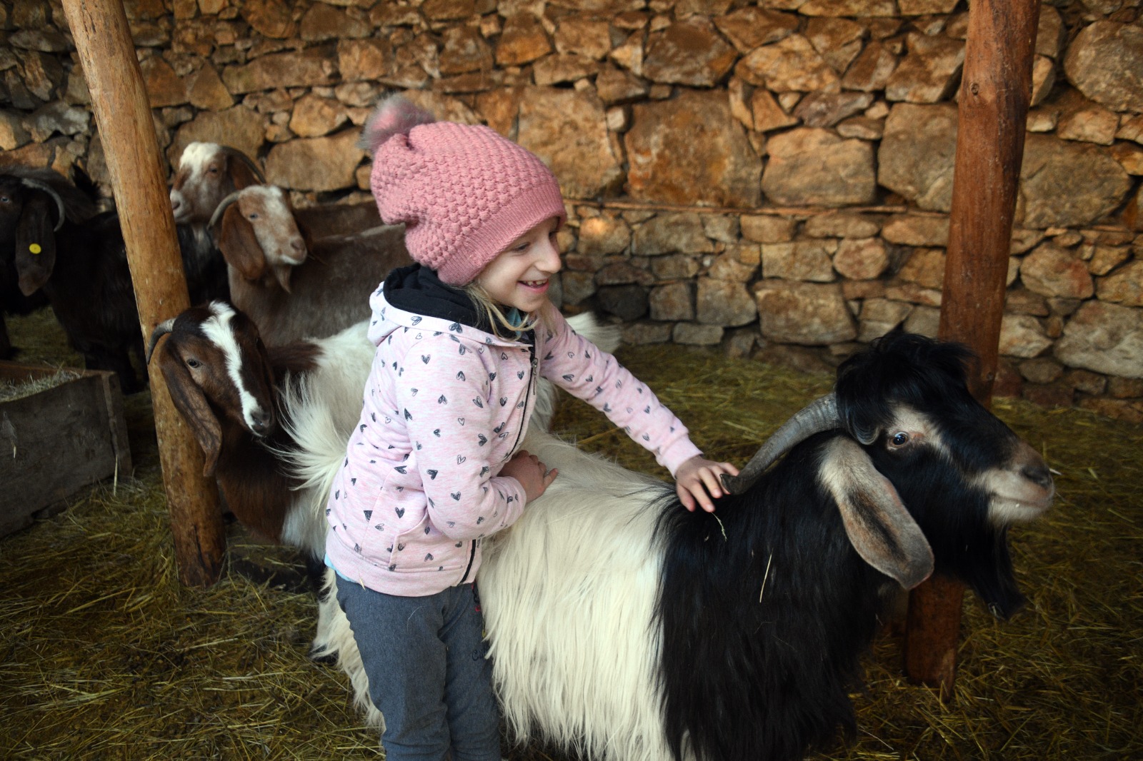 Kastamonu'da Okuldan Çıkar Çıkmaz Ahıra Koşuyor 8 Yaşındaki Ceyda Keçileriyle Büyüyor 18
