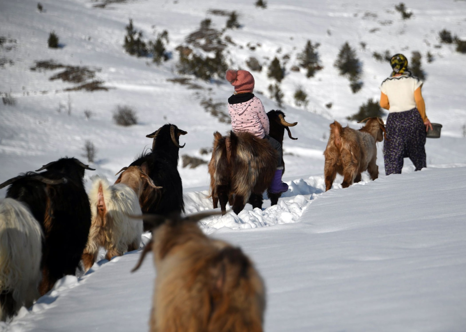 Kastamonu'da Okuldan Çıkar Çıkmaz Ahıra Koşuyor 8 Yaşındaki Ceyda Keçileriyle Büyüyor 22
