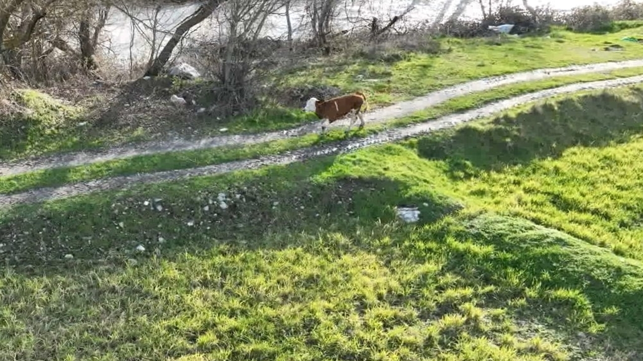 Kayıp Buzağı Dron (1)