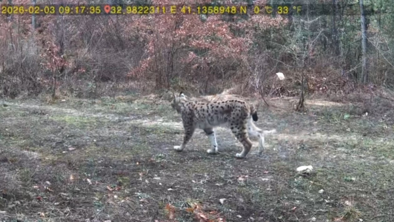 Komşu Ormanlarda Sürpriz Kayıt Fotokapan Iki Misafiri Yakaladı (1)