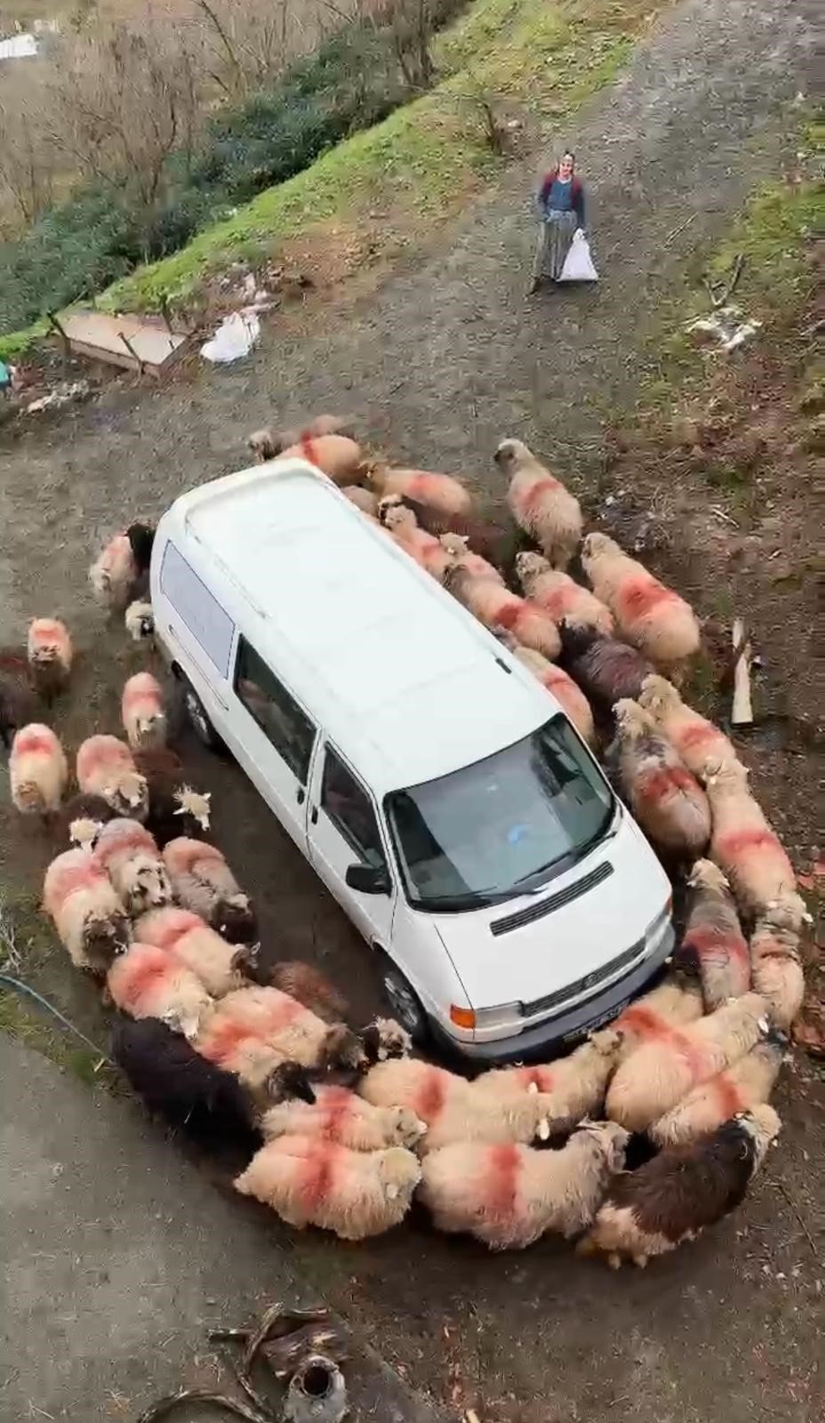 Minibüs Etrafında Dönen Koyunlar Kırsalda Merak Uyandırdı