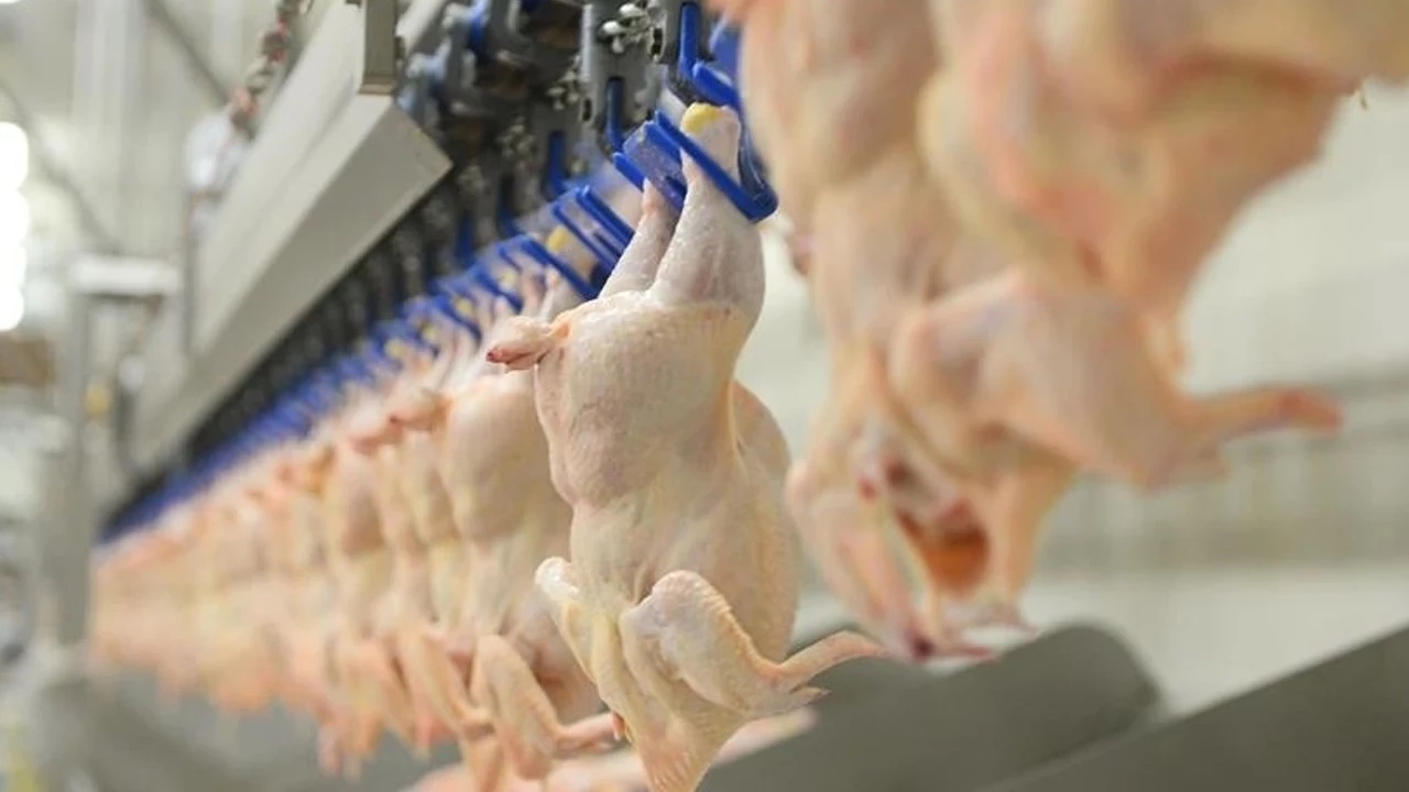 Tavuk Ihracatı Durduruldu