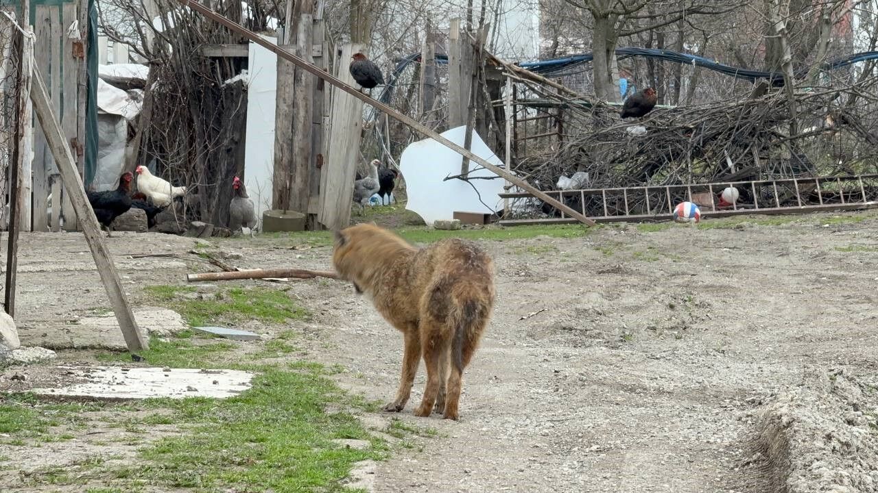 Yerleşim Yerine İnen Çakal Tedavi Edilip Doğaya Salındı1