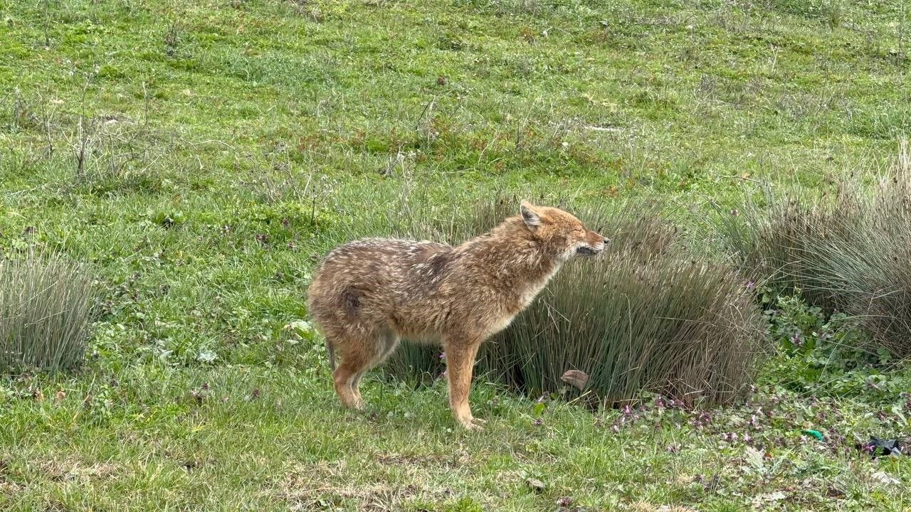 Yerleşim Yerine İnen Çakal Tedavi Edilip Doğaya Salındı2