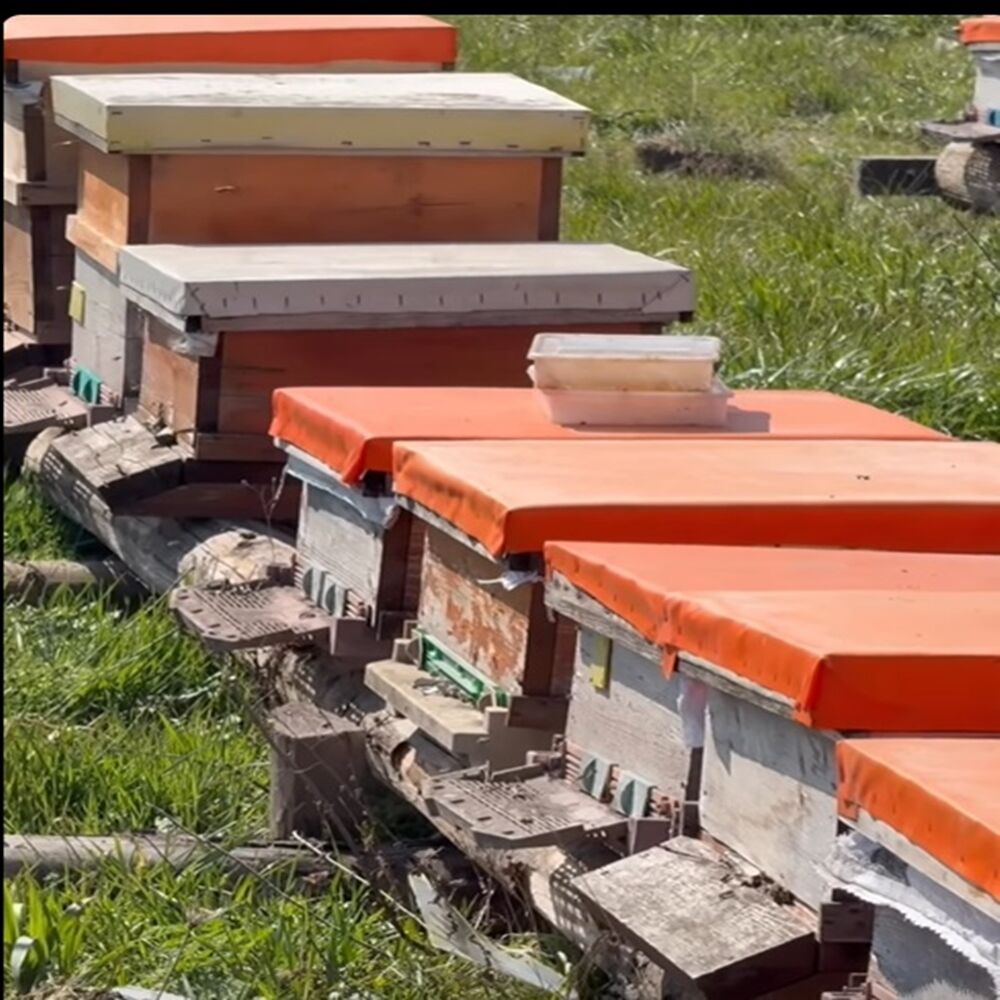 Arıcılık Gezici (1)