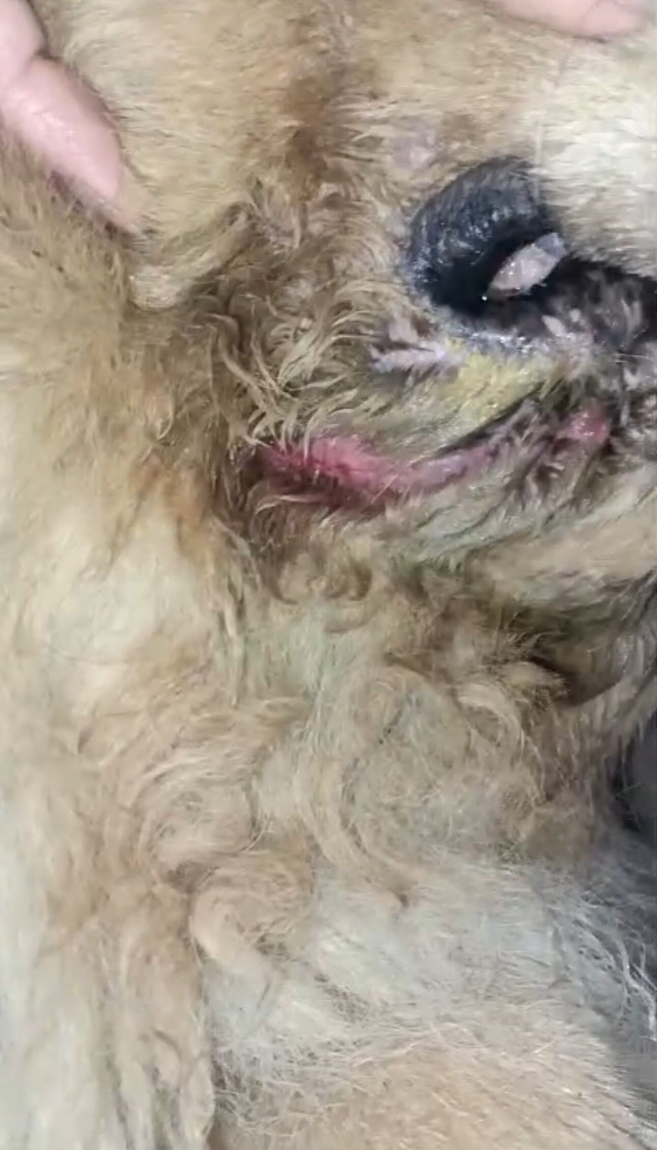 Başıboş Pitbull Saldırdı! Vatandaş Ve Köpeği Yaralandı Yaşananları Anlattı! 4