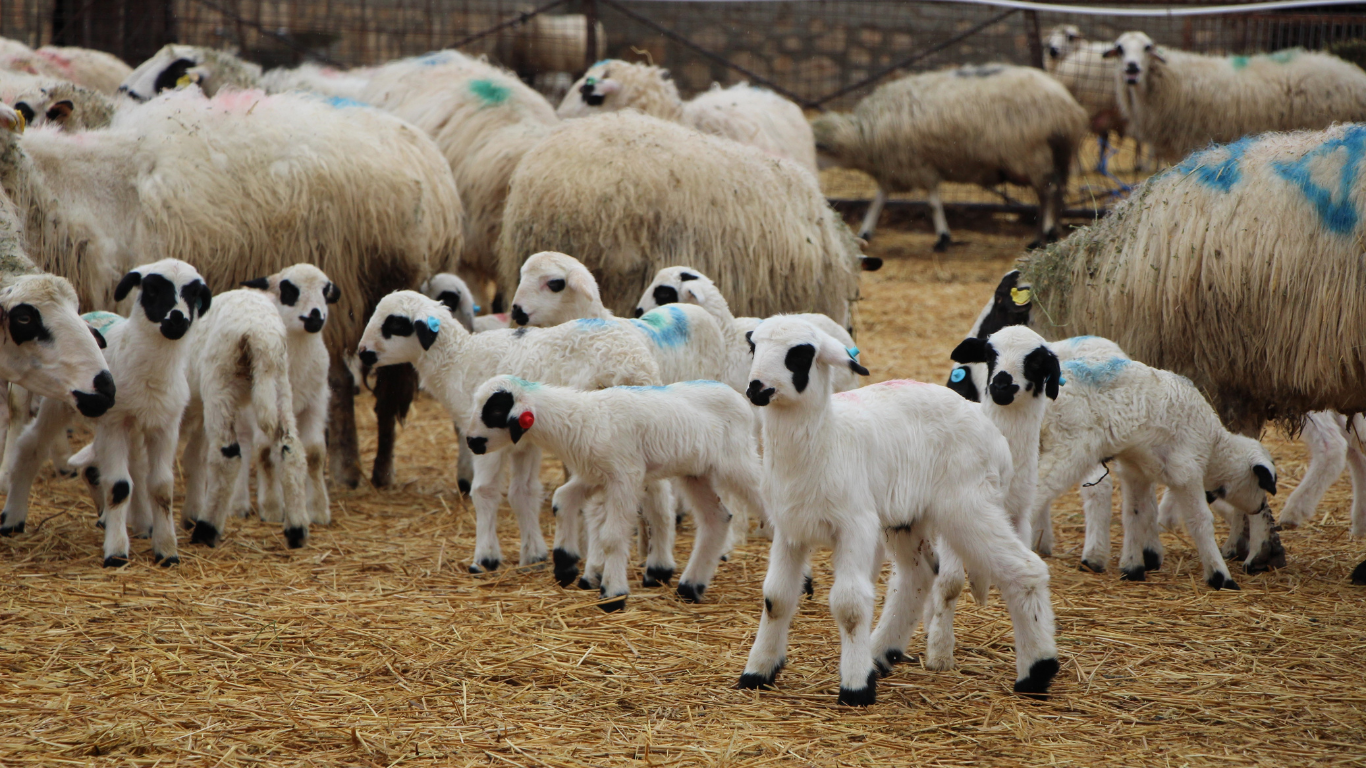 Buzağı Ve Kuzu Ölümleri Artıyor Uzmanlardan Net Uyarı