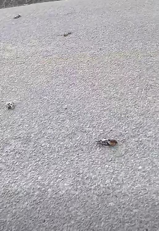 Devrekani Ölü Kuş