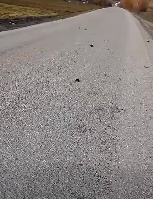 Devrekani Ölü Kuş2