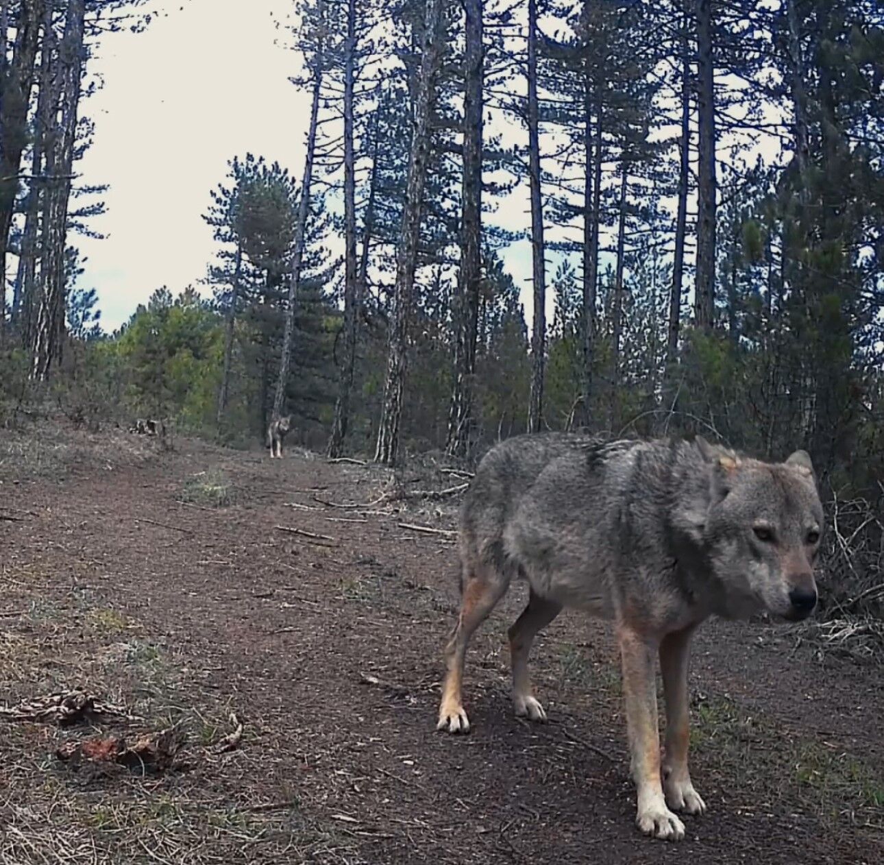 Domuz Ve Çakallar Mahalle Sokaklarında Görüntülendi