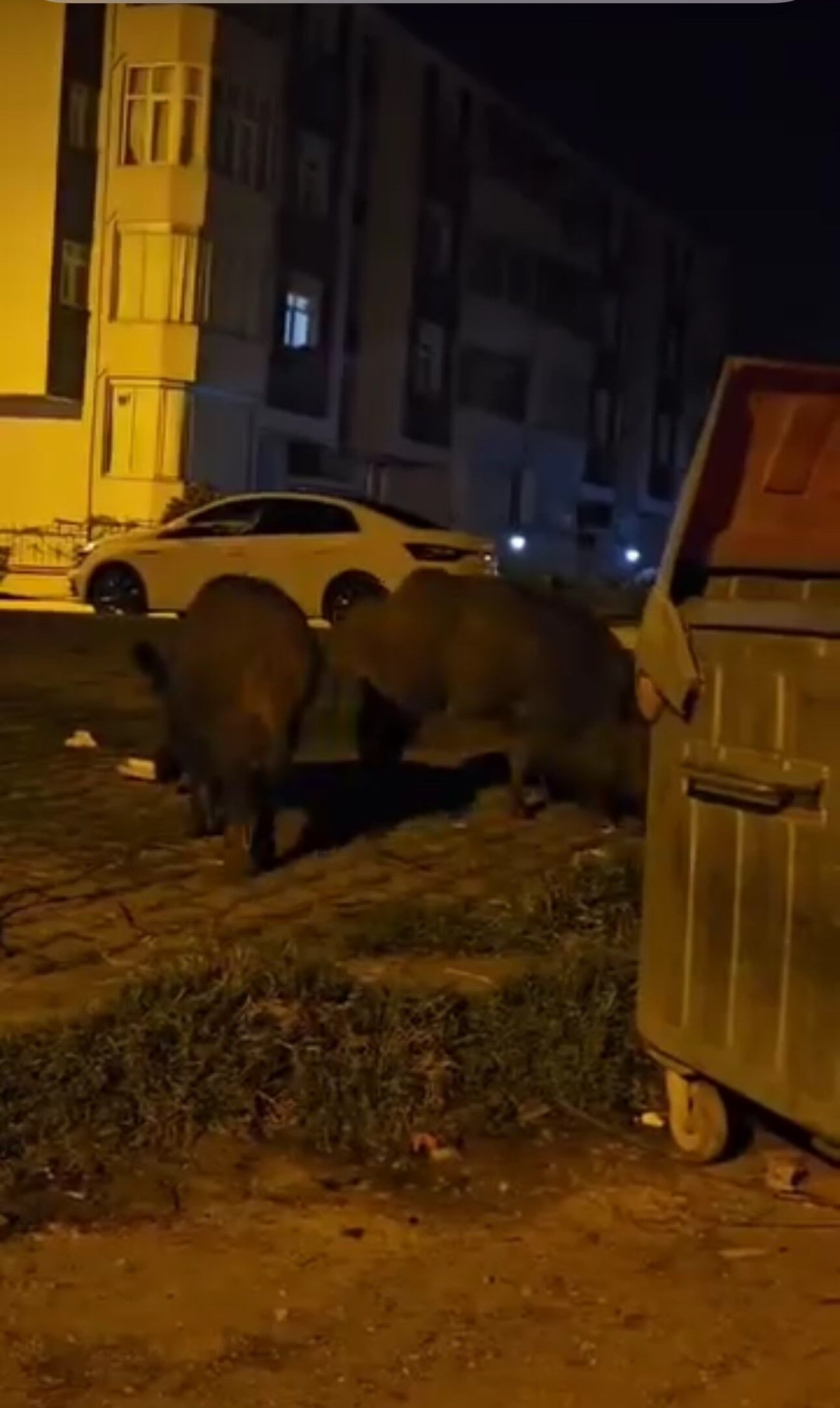 Domuz Ve Çakallar Mahalle Sokaklarında Görüntülendi3