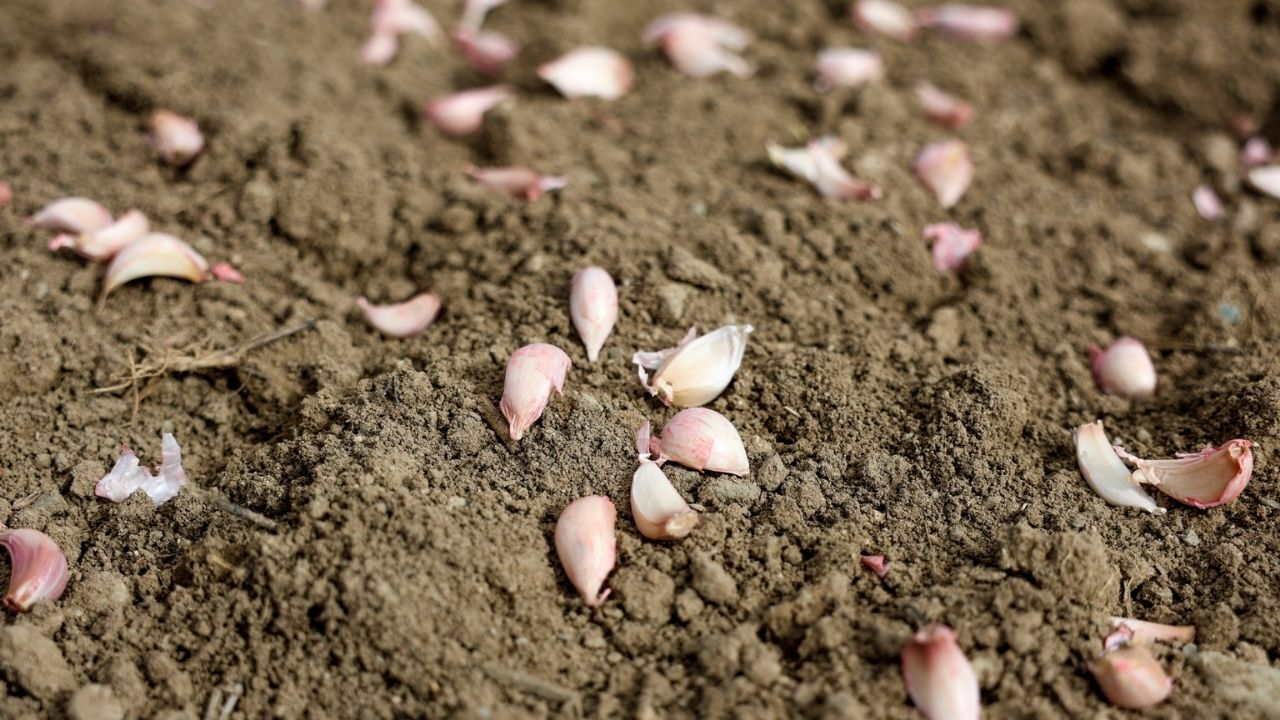 Kadir Ezildi Sarımsak (1)