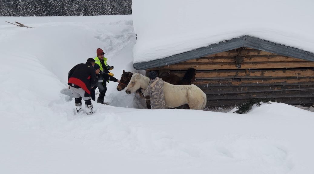 Kar Altında Aylarca Mahsur Kalan Atları Köyün Gençleri Kurtardı