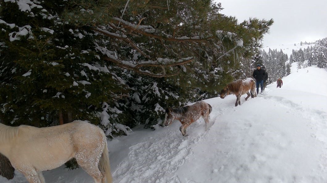 Kar Altında Aylarca Mahsur Kalan Atları Köyün Gençleri Kurtardı2