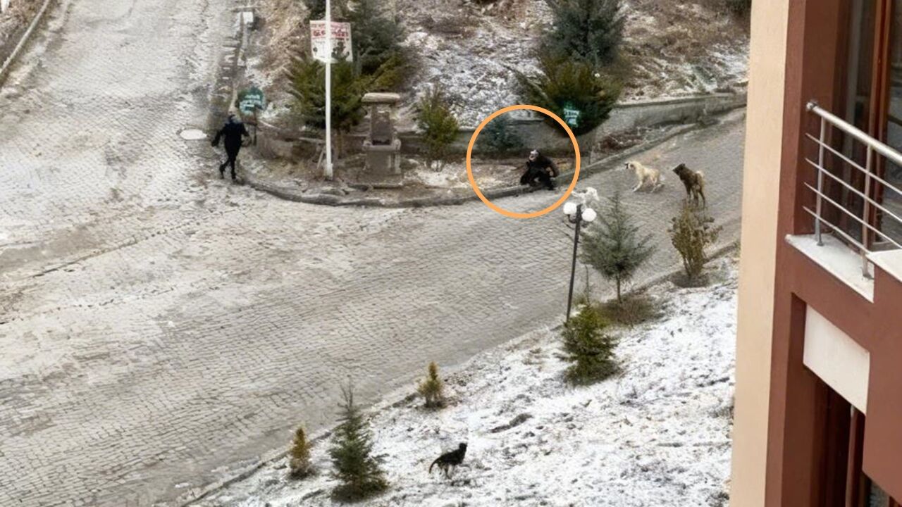Kastamonu Da Köpek Saldırısı (1)