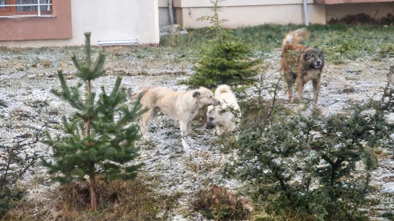 Kastamonu Da Köpek Saldırısı (3)