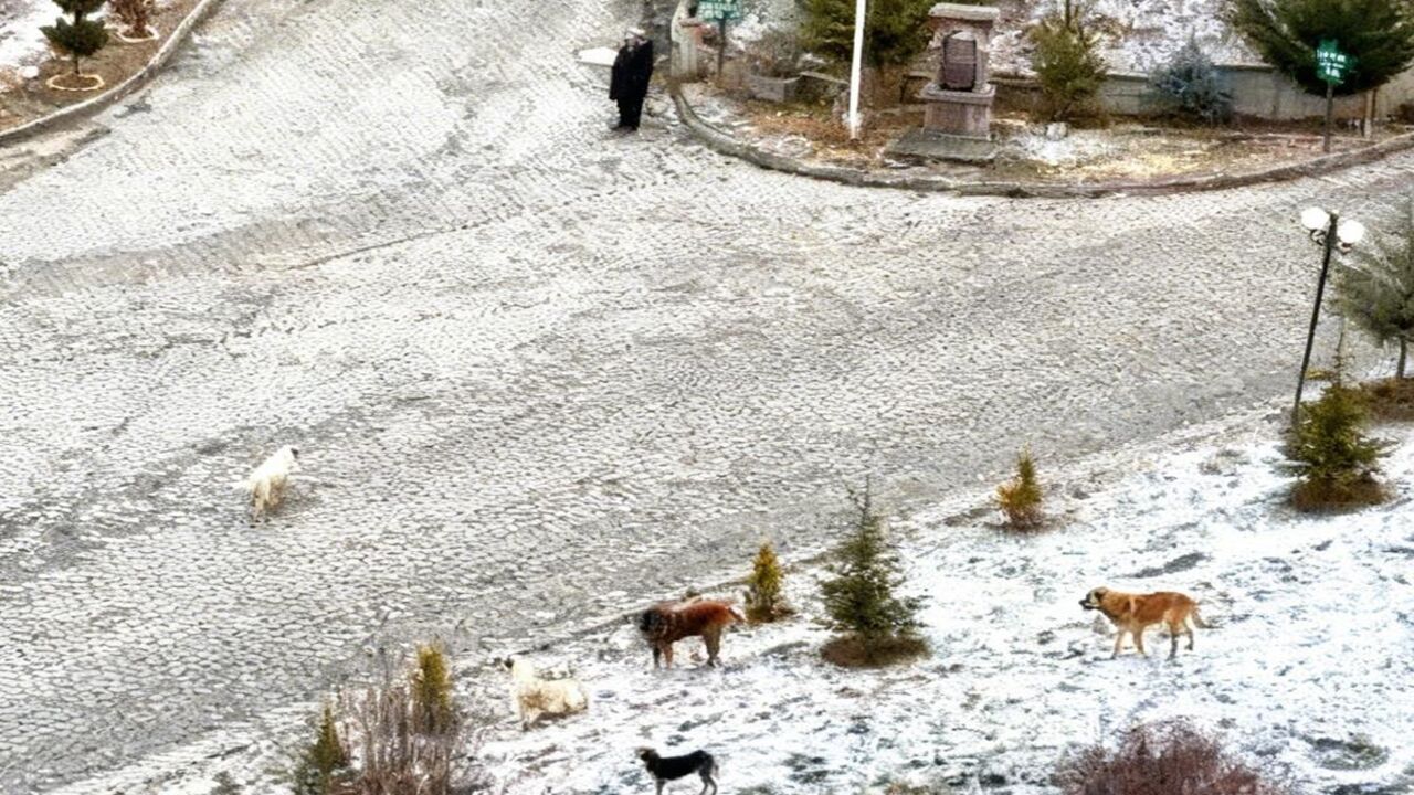 Kastamonu Da Köpek Saldırısı (4)