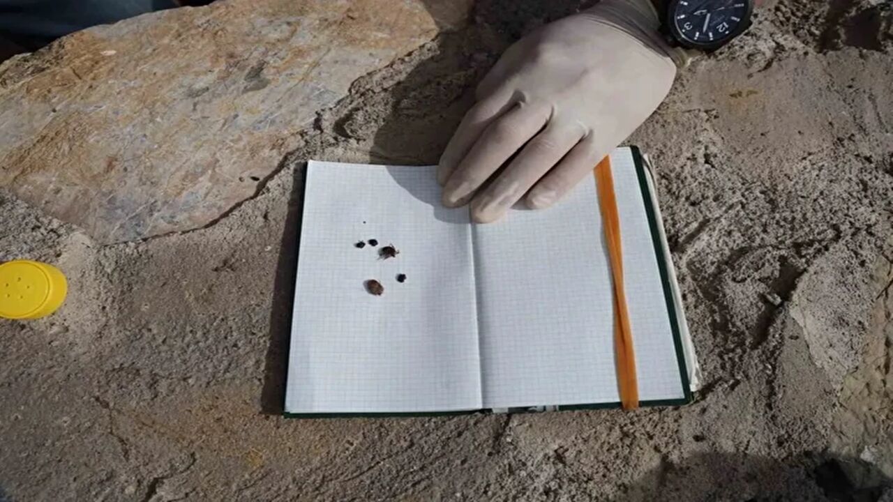 Kastamonu Kene Yeni Uyarı (1)