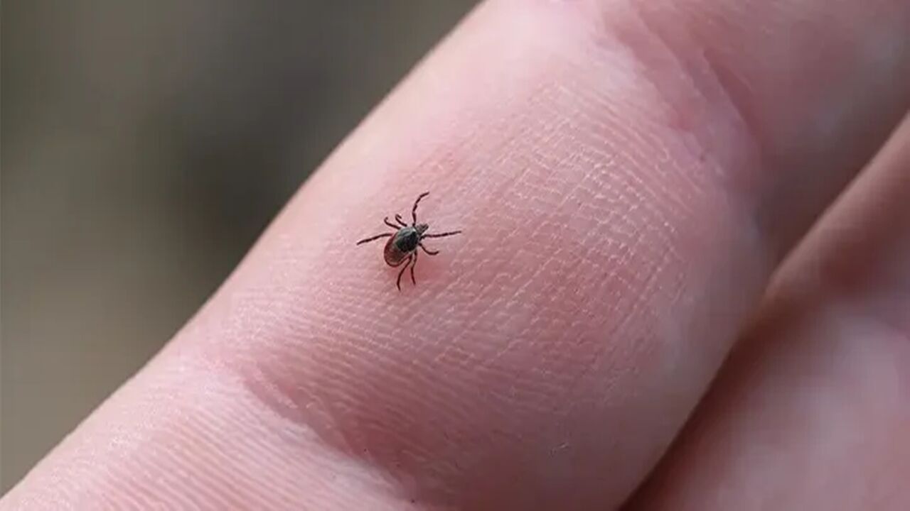 Kastamonu Kene Yeni Uyarı (2)