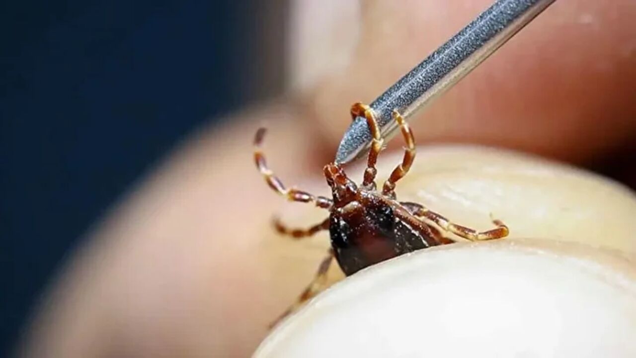 Kastamonu Kene Yeni Uyarı (3)