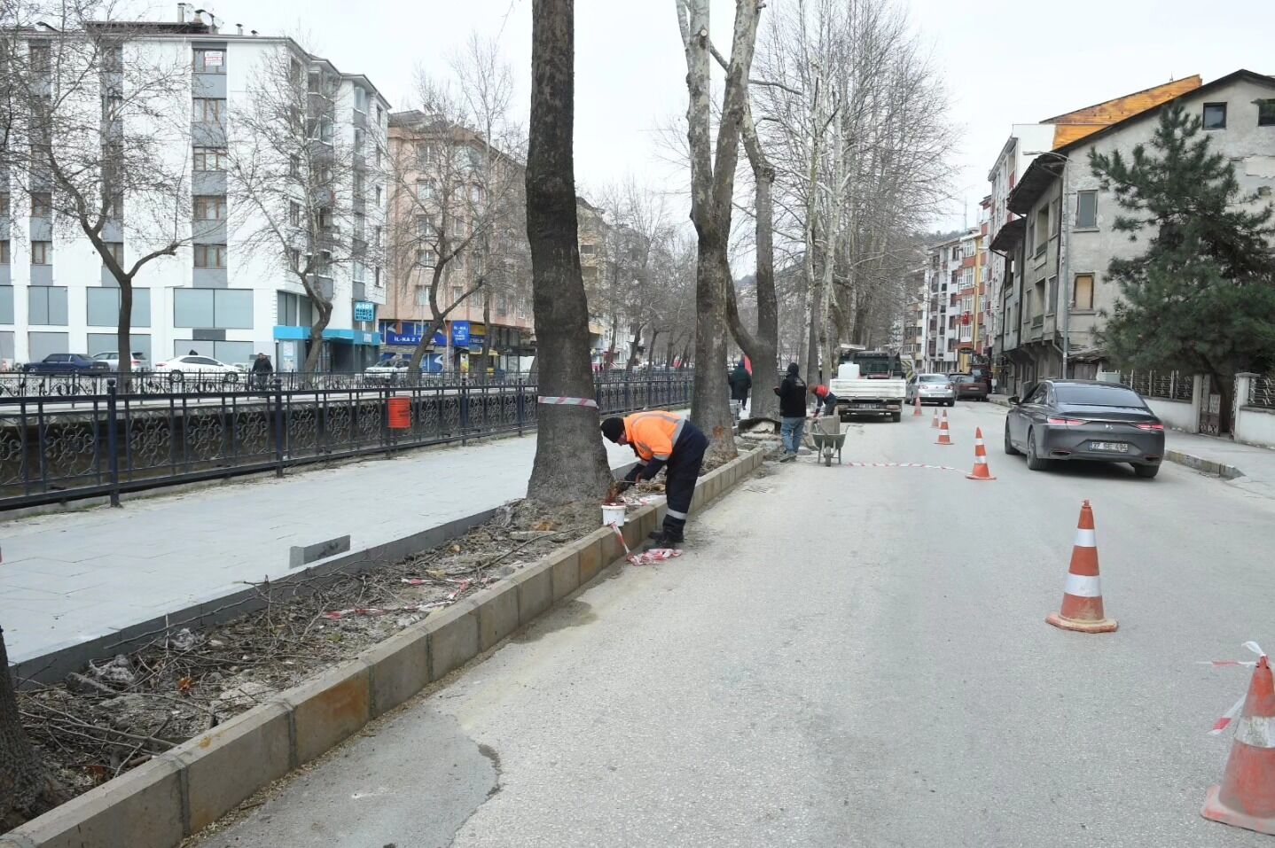 Kastamonu’da Çınar Ağaçları Için Kök Budama Çalışması Gerçekleştirildi3