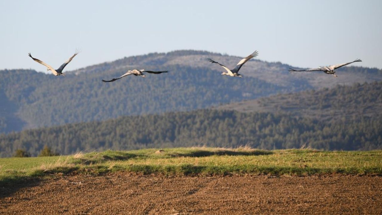 Kastamonu’da Doğa Büyüledi Göç Yolundaki Turna Ailesi Görüntülendi (2)