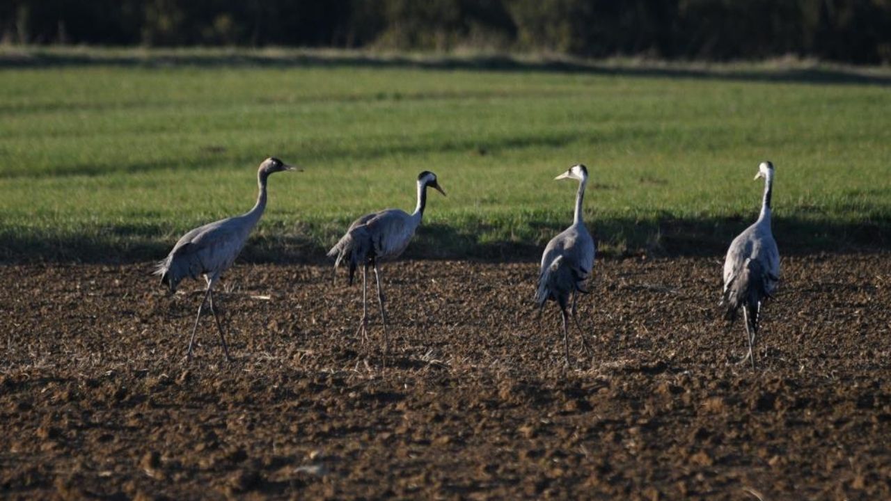 Kastamonu’da Doğa Büyüledi Göç Yolundaki Turna Ailesi Görüntülendi (3)
