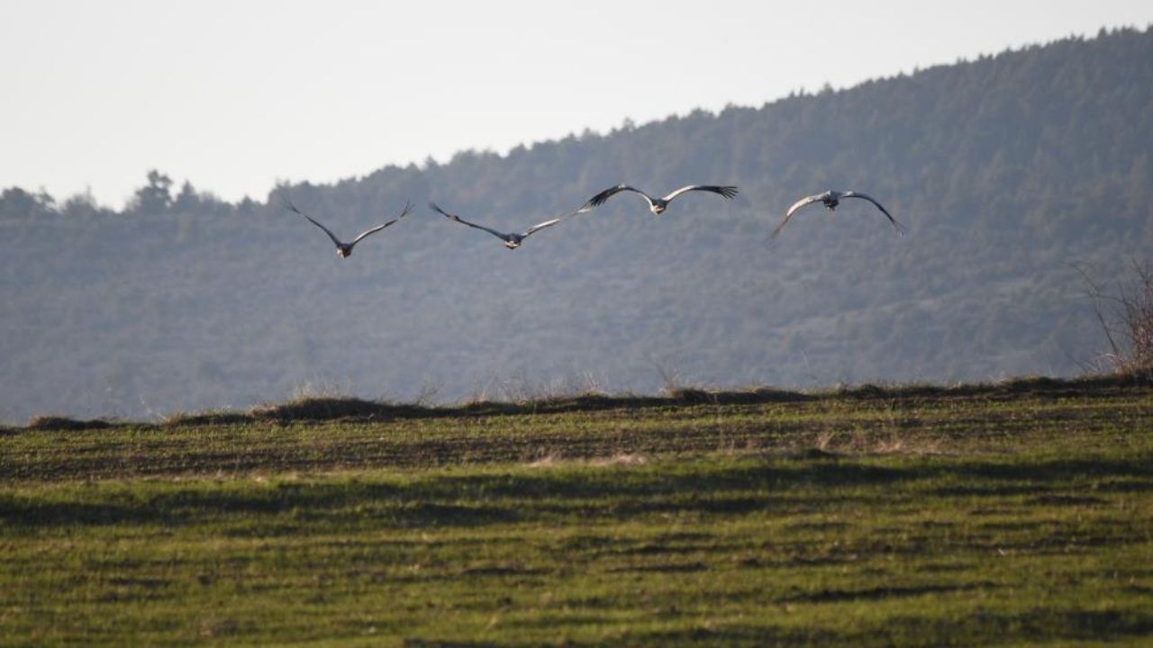 Kastamonu’da Doğa Büyüledi Göç Yolundaki Turna Ailesi Görüntülendi (5)