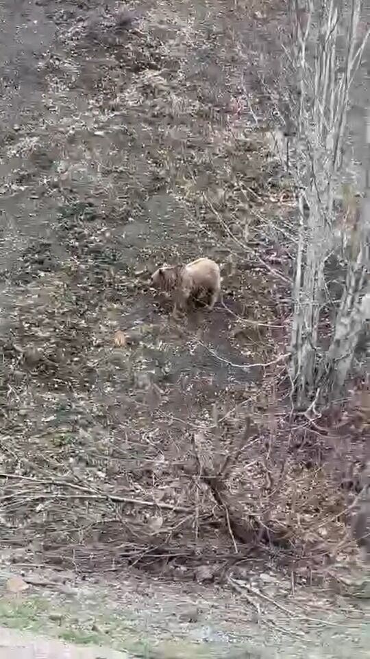 Kastamonu'da Kış Uykusundan Uyanan Ayı Yol Kenarında Görüntülendi 22