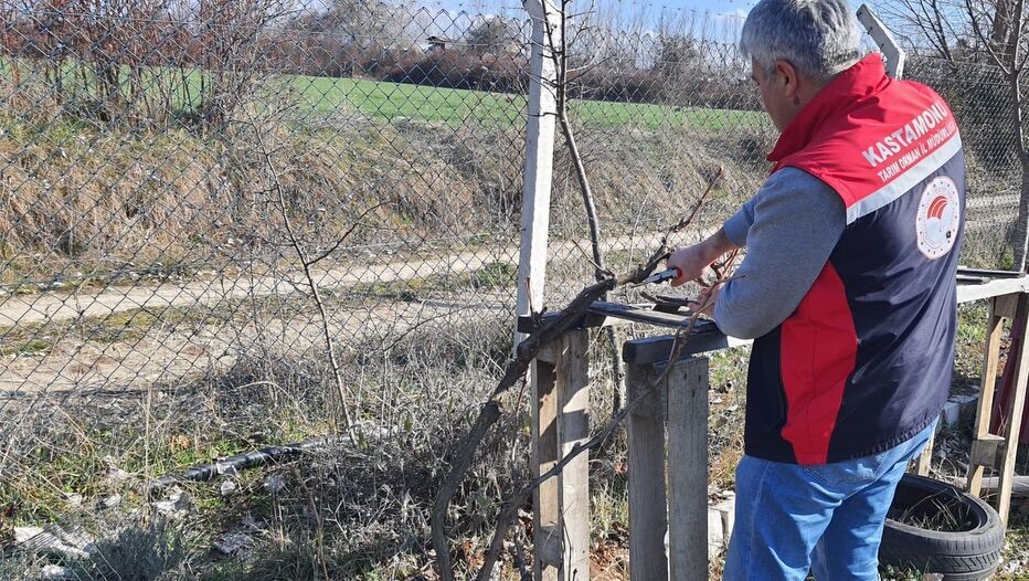 Kastamonu'da Meyve Ağaçlarında Budama Teknikleri Anlatıldı 12