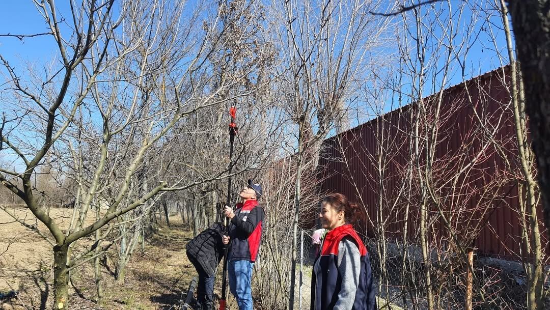 Kastamonu'da Meyve Ağaçlarında Budama Teknikleri Anlatıldı 2