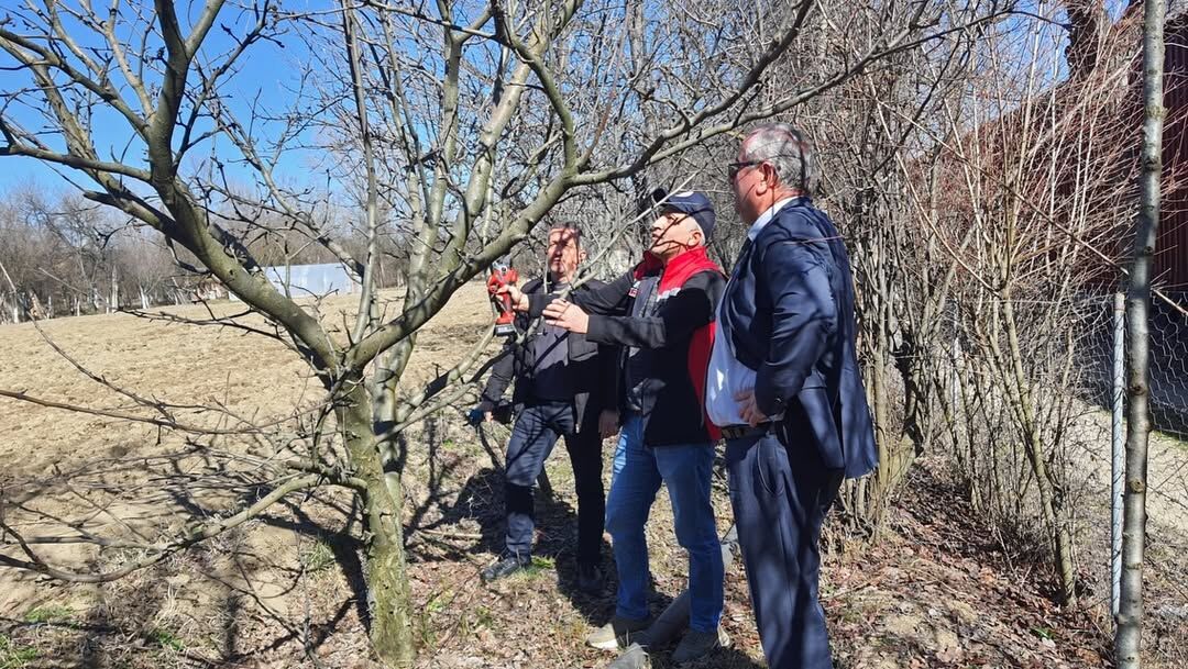 Kastamonu'da Meyve Ağaçlarında Budama Teknikleri Anlatıldı 22