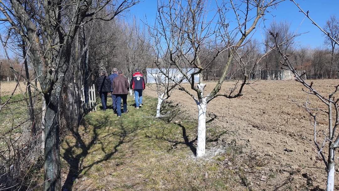 Kastamonu'da Meyve Ağaçlarında Budama Teknikleri Anlatıldı 4