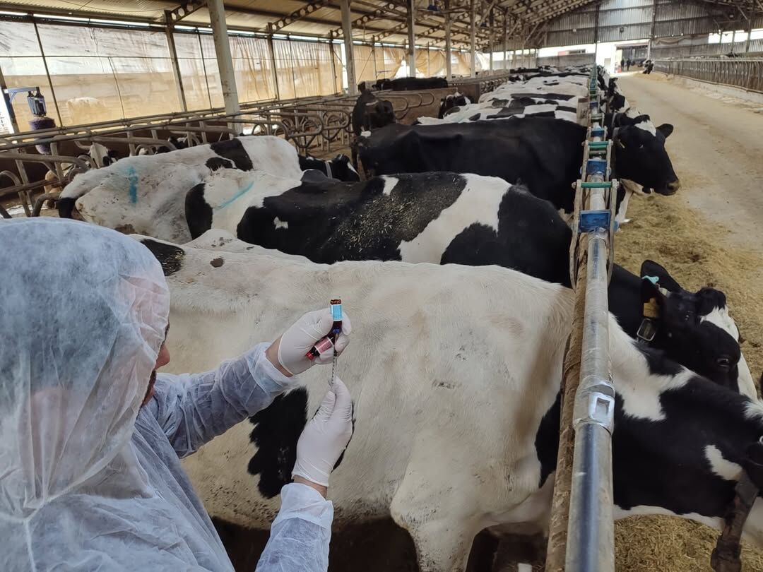 Kastamonu'nun Ilçesinde Hayvanların Yıllık Sağlık Taramalarına Başlandı 8