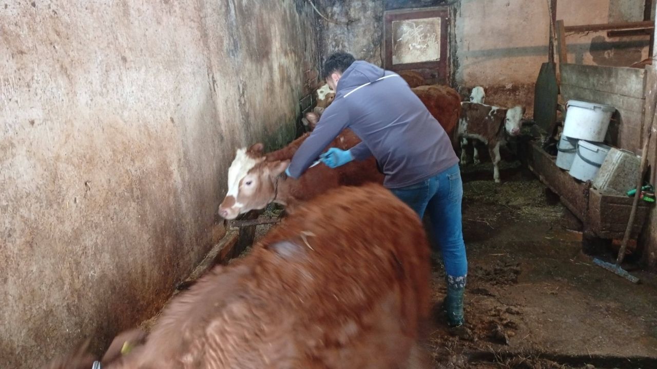 Kastamonu’nun Ilçesinde Şap Aşısı Çalışmaları Köy Köy Sürüyor (2)