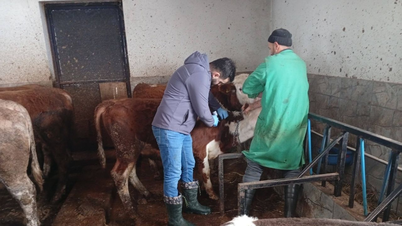 Kastamonu’nun Ilçesinde Şap Aşısı Çalışmaları Köy Köy Sürüyor (3)