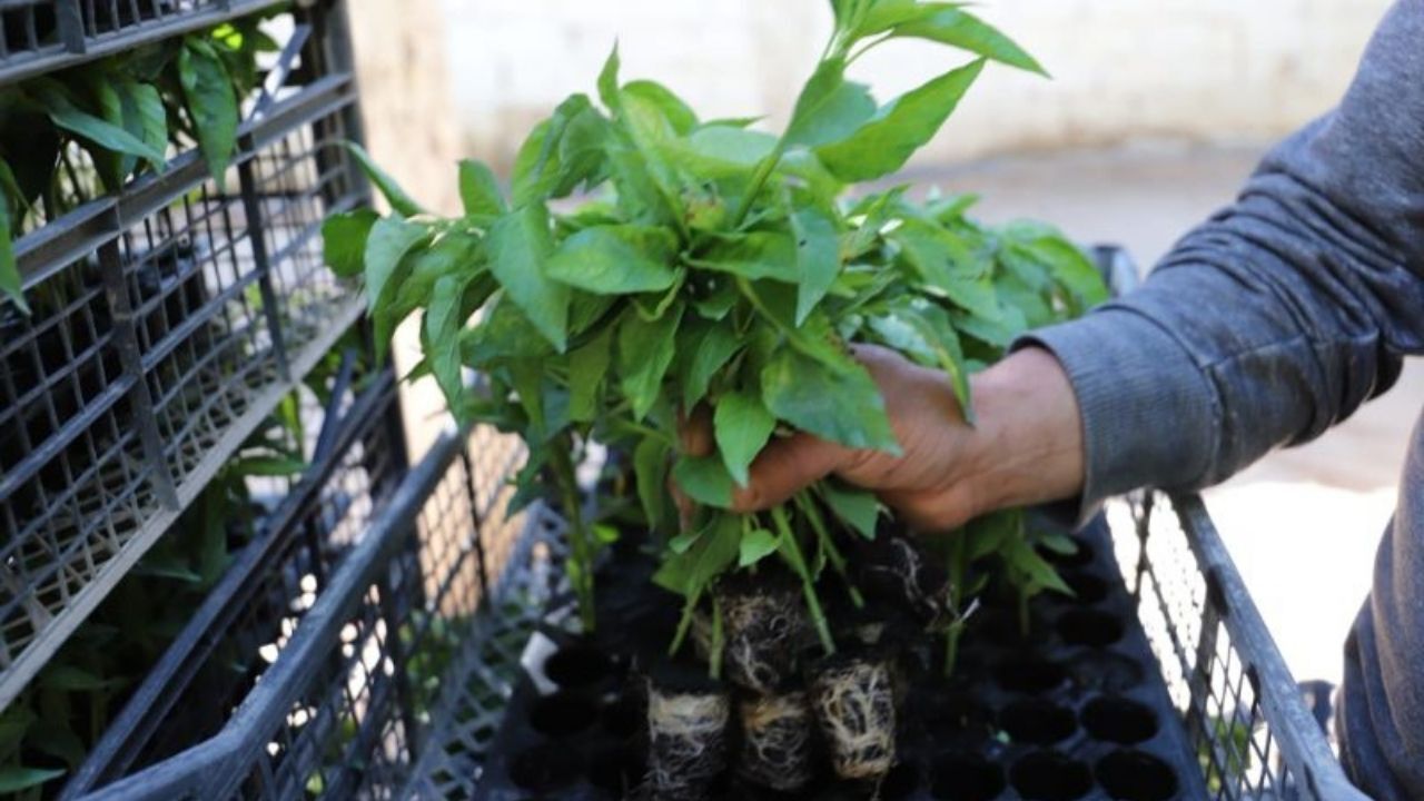 Kastamonu’nun Ilçesinde Üreticiye Fide Desteği (1)