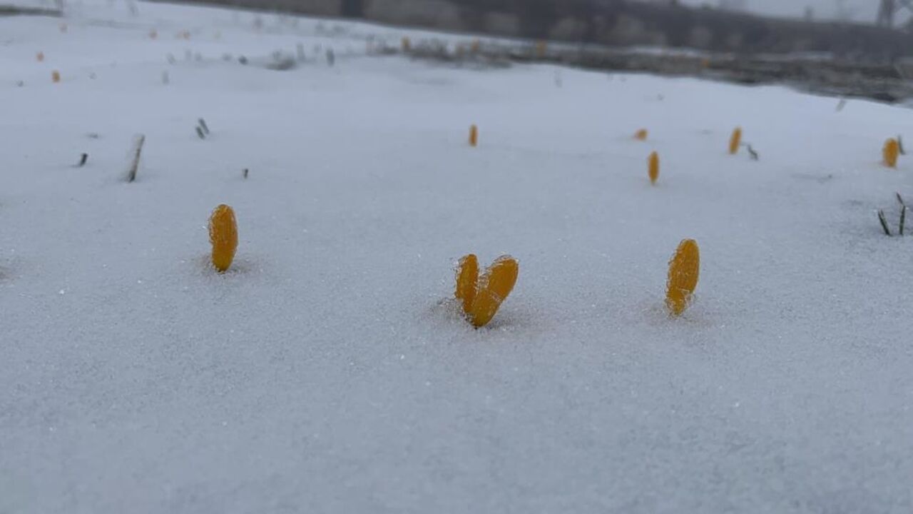 Kastamonu'ya Kar Yağdı Kar Sürprizi (2)