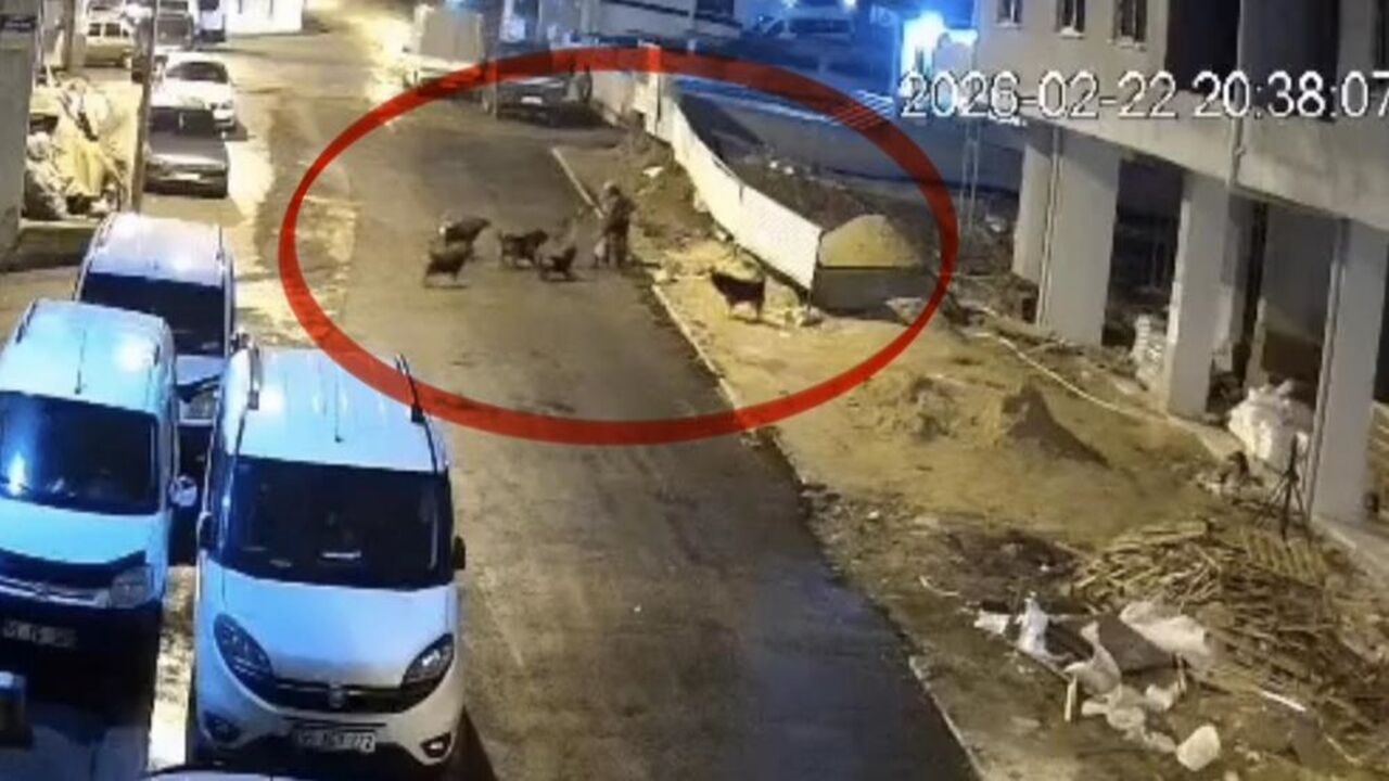 Köpek Saldırısı Samsun (1)