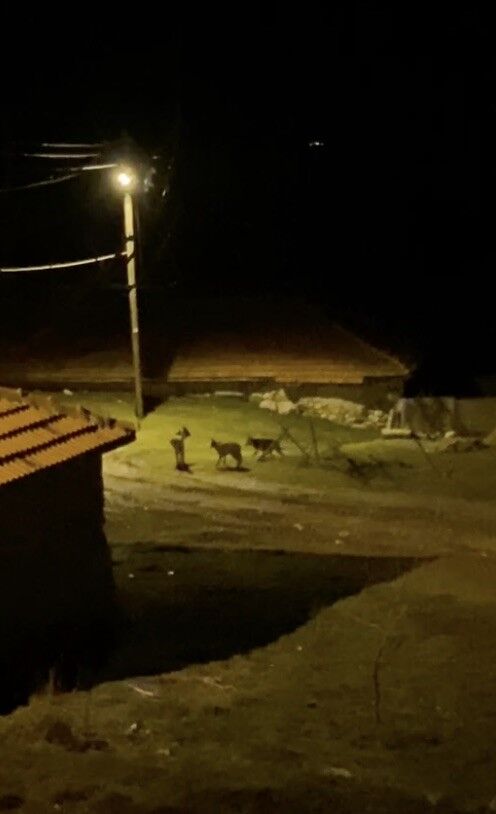 Köyde Gezen Kurt Sürüsü Kameralara Yansıdı1