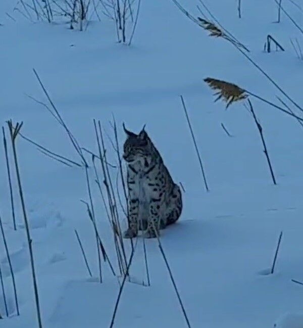 Köyde Görülen Vaşak Heyecan Yarattı1