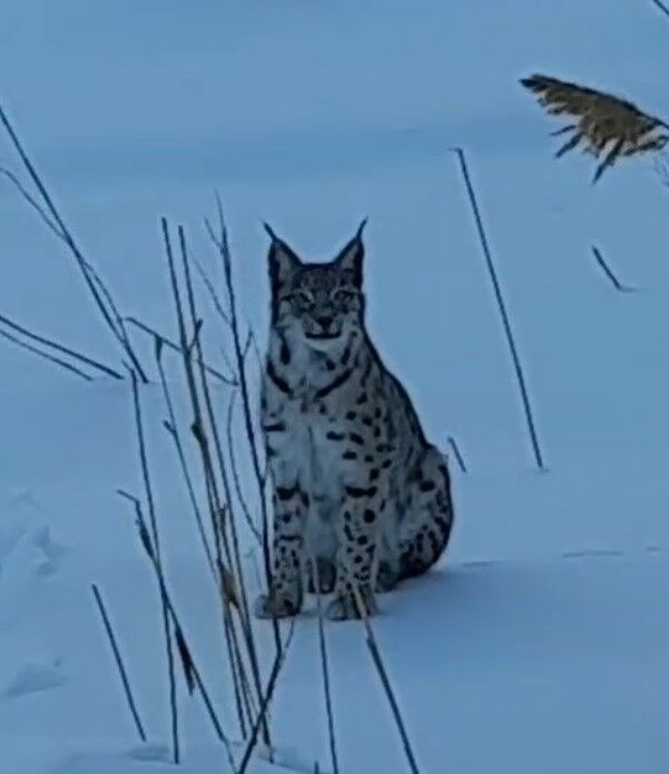 Köyde Görülen Vaşak Heyecan Yarattı2