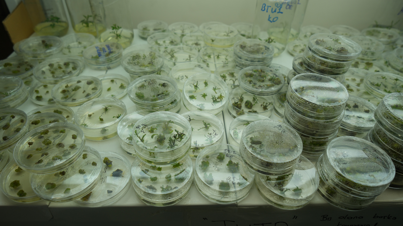 Kuraklığa Dayanıklı Domates İçin Omü’de Yeni Araştırma Başladı (1)