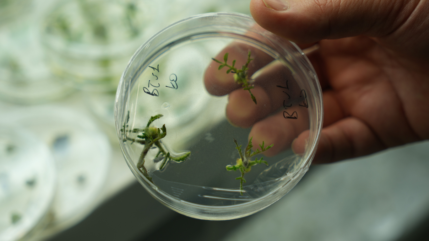 Kuraklığa Dayanıklı Domates İçin Omü’de Yeni Araştırma Başladı