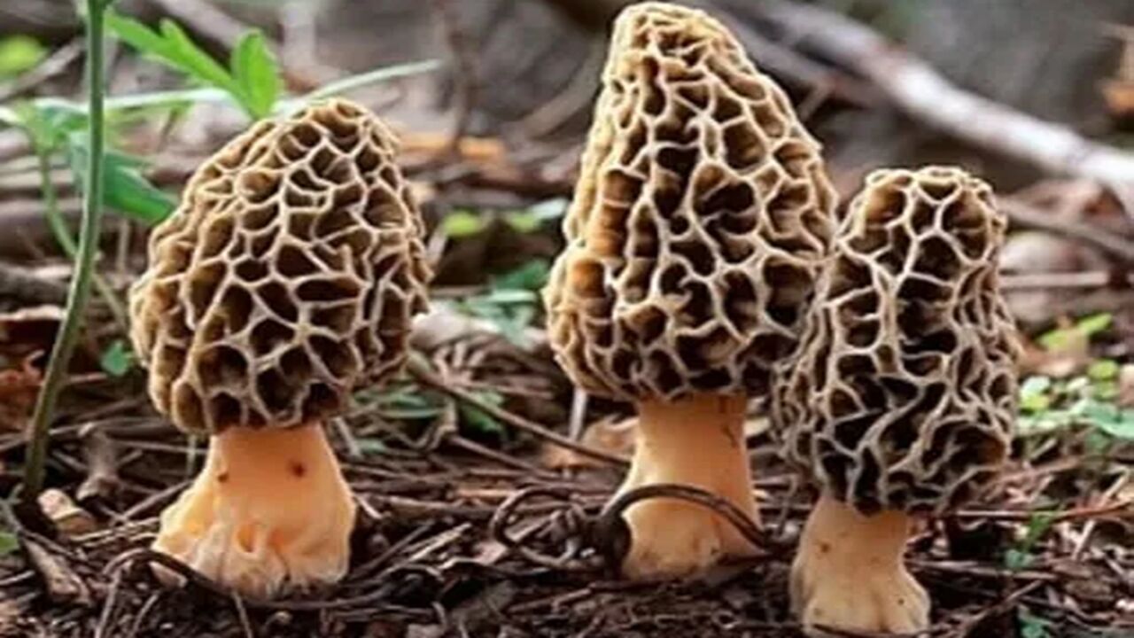 Kuzu Kulağı Mantarı Kuzu Göbeği (1)