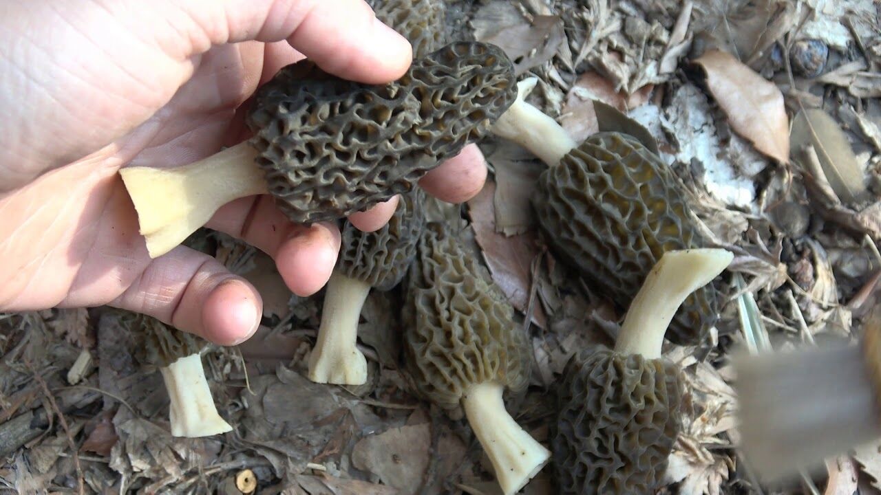 Kuzu Kulağı Mantarı Kuzu Göbeği (3)