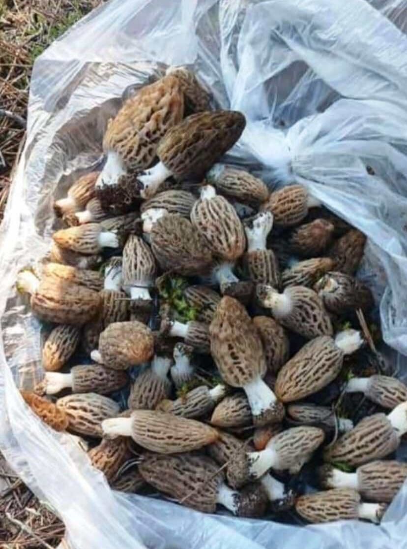 Kuzu Kulağı Mantarı Kuzu Göbeği (4)