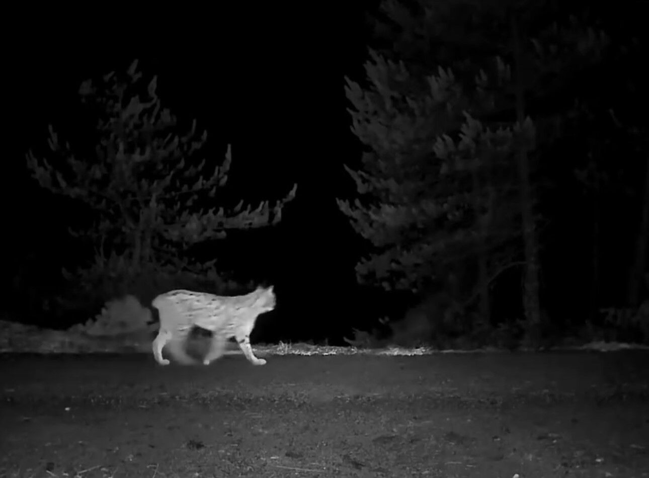 Nesli Tehlike Altında Olan Vaşak Fotokapana Yansıdı-1